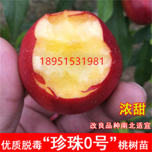 珍珠枣油桃云南现摘甜蜜桃珍珠早小油桃当季纯甜新鲜水果节日礼品