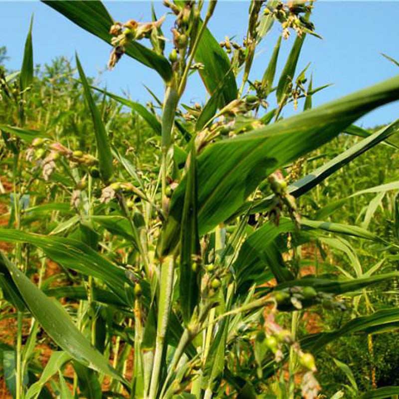 薏米种子小薏米籽草珠子薏苡仁种籽六谷子四季播种五谷杂粮薏米