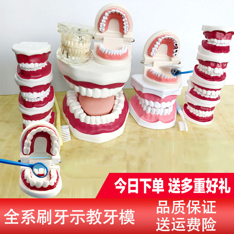 日常牙科练习模具假牙牙齿模型幼儿园教学刷牙宝宝教具早教牙模型