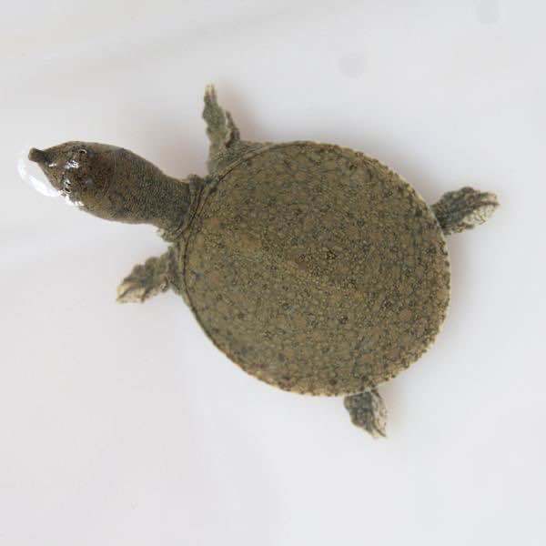 外塘甲鱼苗小甲鱼苗水鱼苗王八苗中华鳖生态养殖龙鱼活体饲料