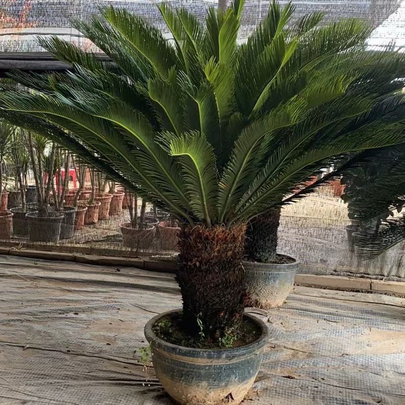 大型铁树盆栽墨西哥铁树假植苗庭院苏铁树基地批发耐寒常青绿植