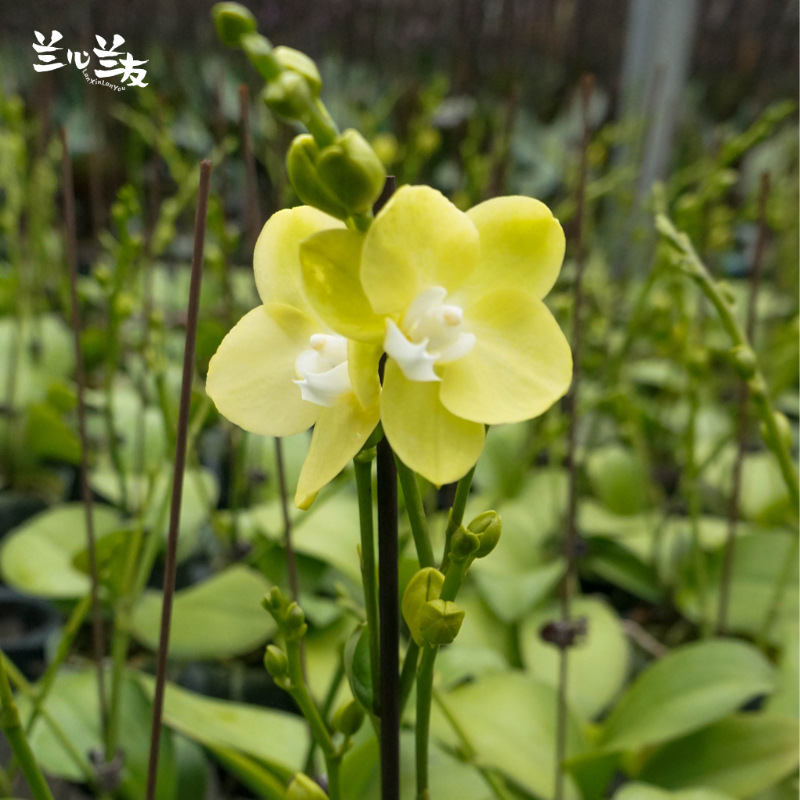 8寸蝴蝶兰-台大微笑】鲜花兰花带花苞甘肃基地现货直发批发