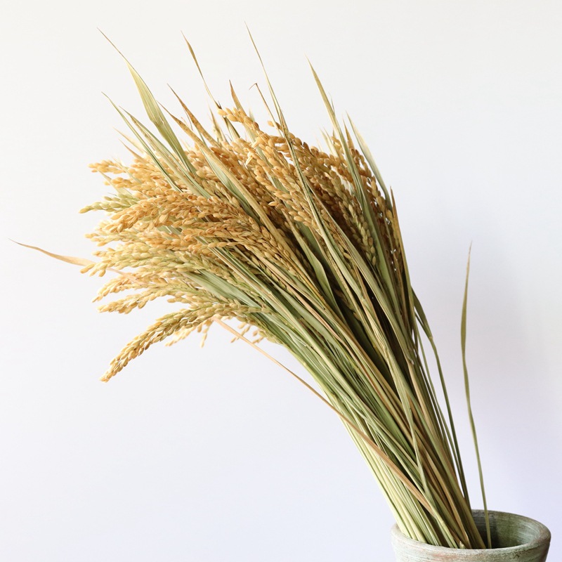 天然稻穗干花水稻装饰稻谷稻子干花家居装饰摆件店铺摆设拍摄道具