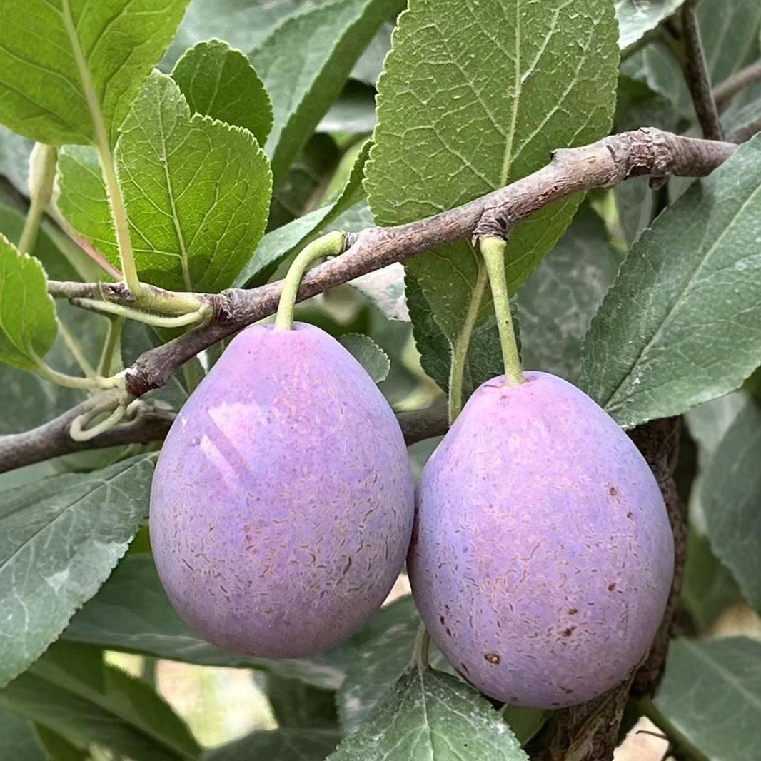 法兰西西梅鲜果 新疆喀什西梅产地直发-阿里巴巴