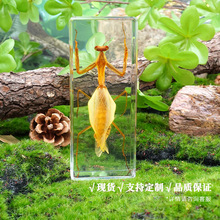 昆虫标本天然琥珀甲虫蝗虫蜘蛛蝎子标本 学生 幼儿科普教具工艺品