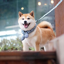 Dog Bandanas Scarf Soft Cotton Winter Collar Washable Bow跨