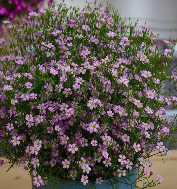 厂家直供垂吊满天星粉色宿根耐寒家庭园艺阳台绿植盆栽垂吊类花种