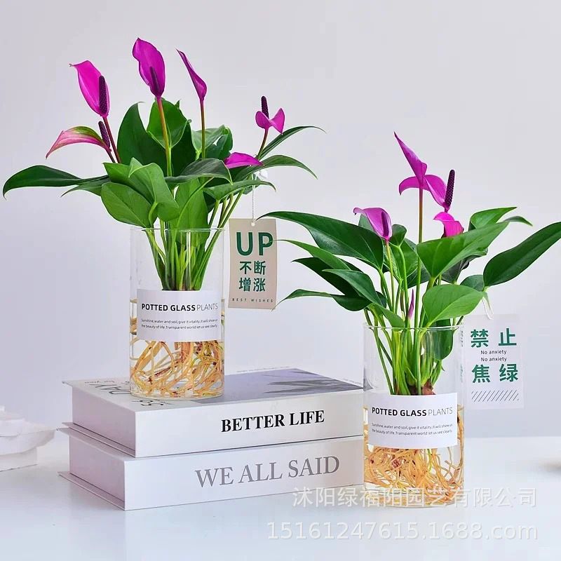 紫掌齐祖绿植盆栽带花红掌白掌绿掌植物香妃黑掌室内客厅四季花卉