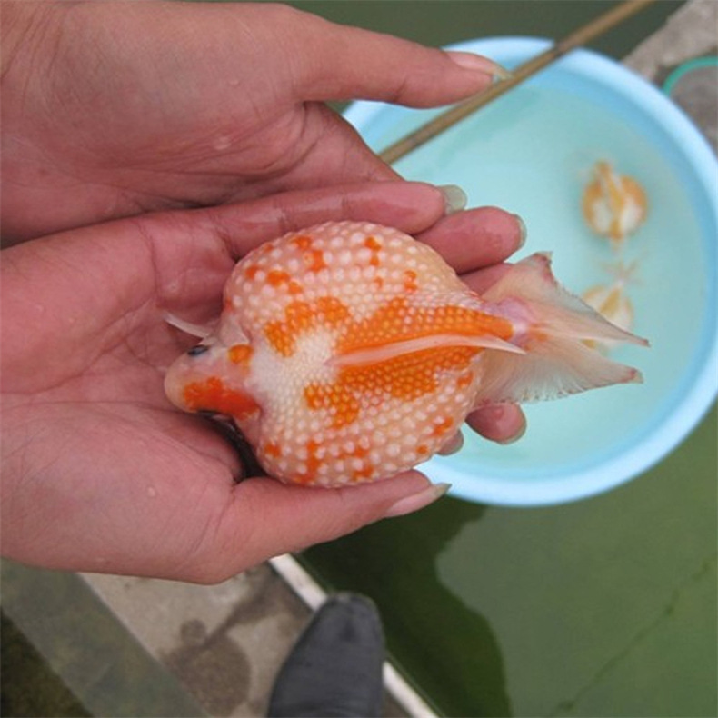 红白珍珠鱼 五花珍珠鱼 橙红黑色珍珠鱼 冷水鱼活体观赏鱼 金鱼