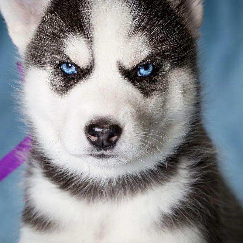 哈士奇幼崽纯种小二哈幼犬活体蓝眼哈士奇活狗幼犬宠物小狗狗活物