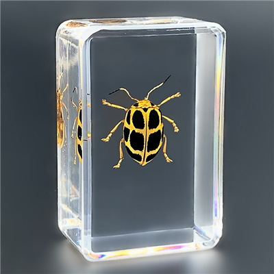 萤火虫标本真实昆虫标本幼儿园早教观察苍蝇螃蟹蜜蜂用品幼教益智