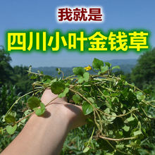 四川新货金钱草500g100g小叶金钱草清/石茶胆囊肾输尿管膀胱真货