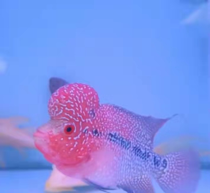 珍珠罗汉鱼 珍珠鱼 罗汉苗 观赏鱼 宠物鱼 热带鱼11-12厘米