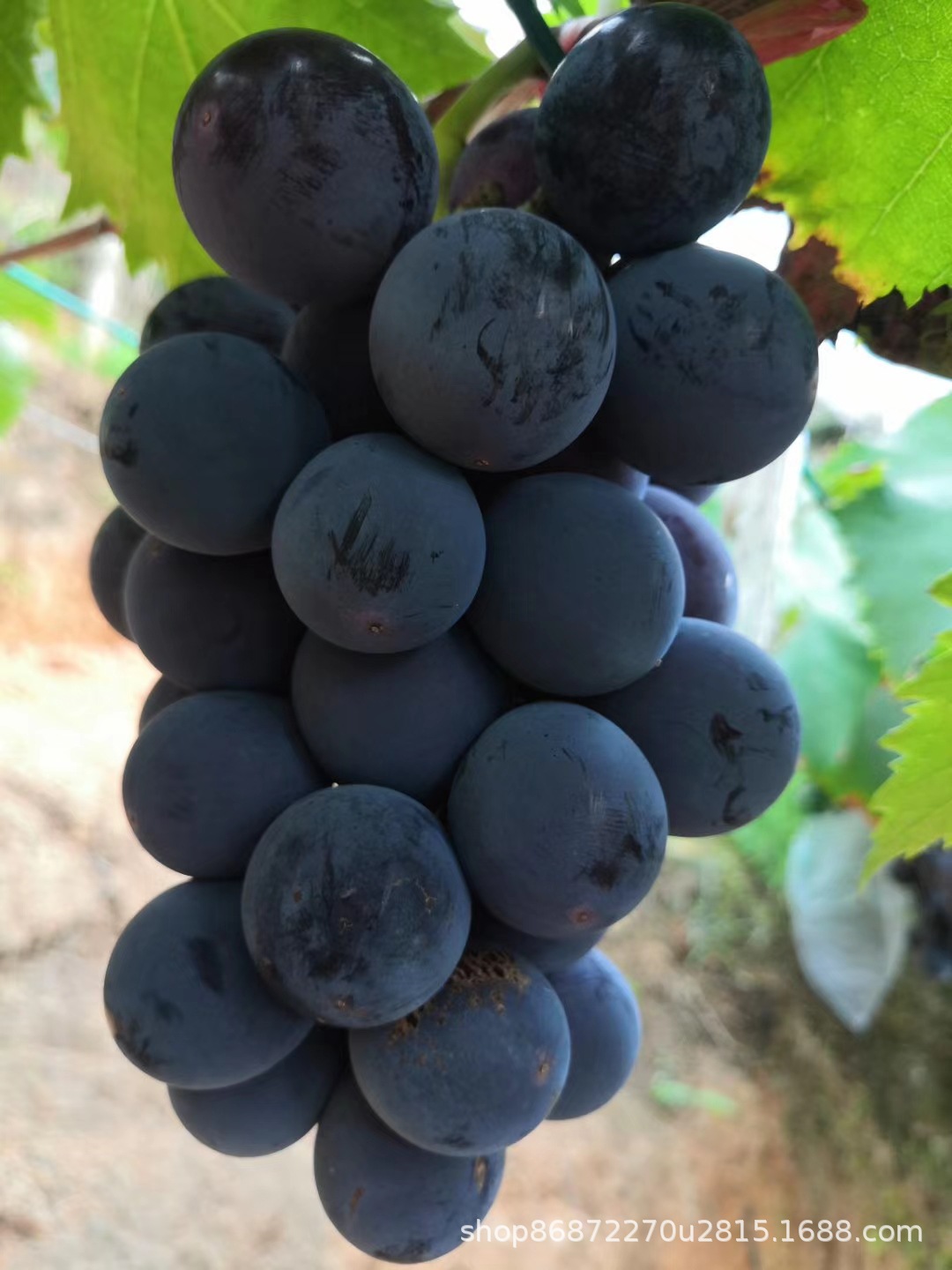 巨峰葡萄 农家大葡萄新鲜应季孕妇多汁水果黑葡萄