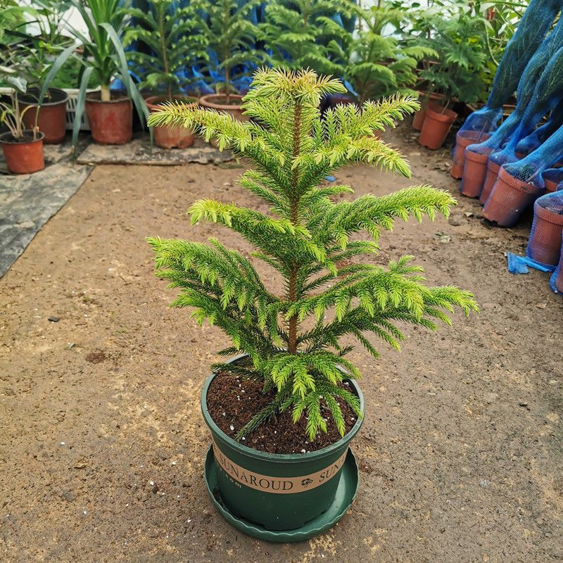 南洋松大小苗南洋杉树苗圣诞树花卉盆景客厅花卉绿植盆栽四季常青