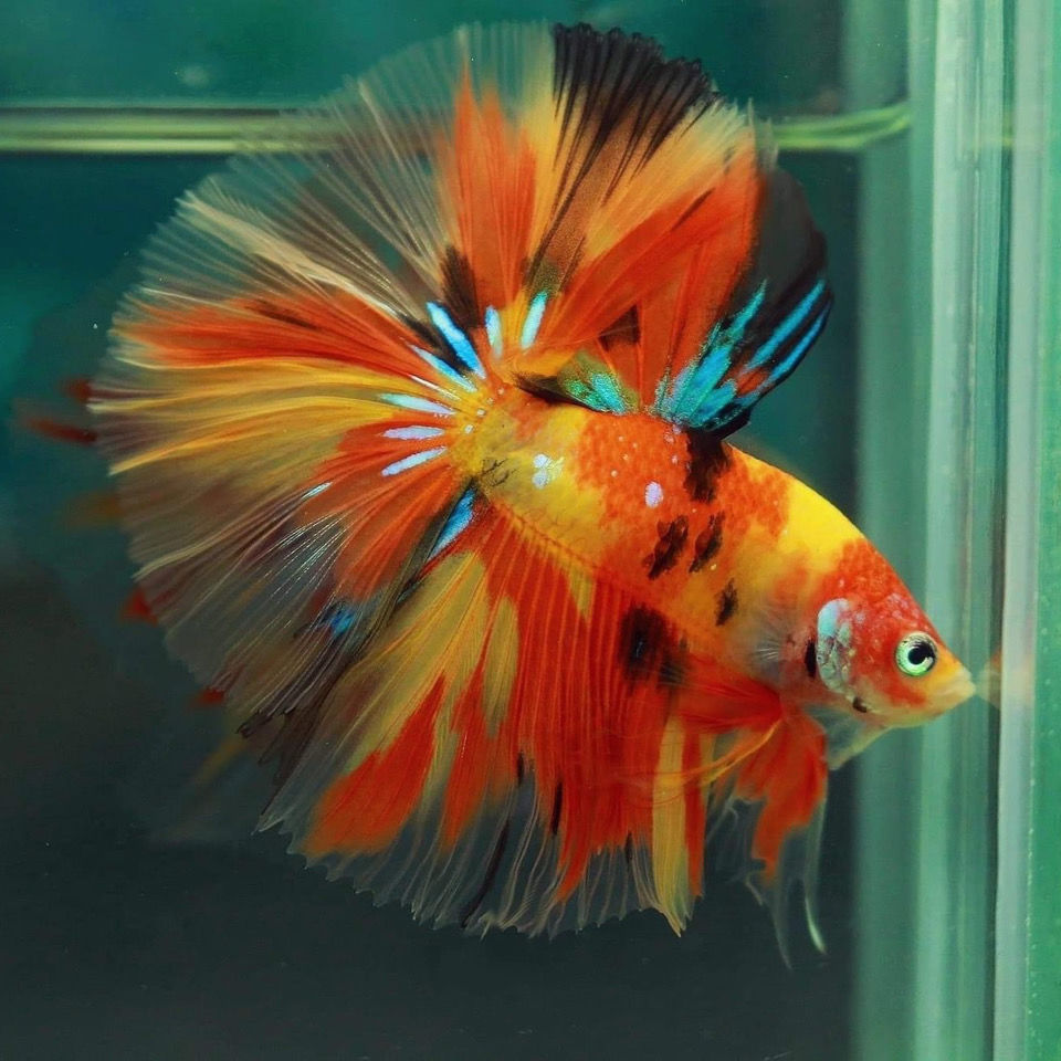 泰国斗鱼马尾狮王半月母观赏鱼热带宠物鱼糖果淡水鱼活鱼糖果半月