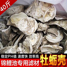 蚝壳牡蛎壳大型鱼池鱼缸天然过滤材料锦鲤鱼池滤材稳定PH值蚝壳