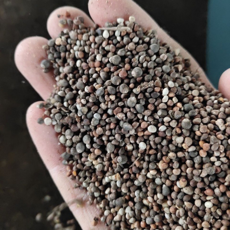 鸟食2020大粒新粮苏子苏籽黑苏子紫苏子玉鹦鹉文一件代发批发