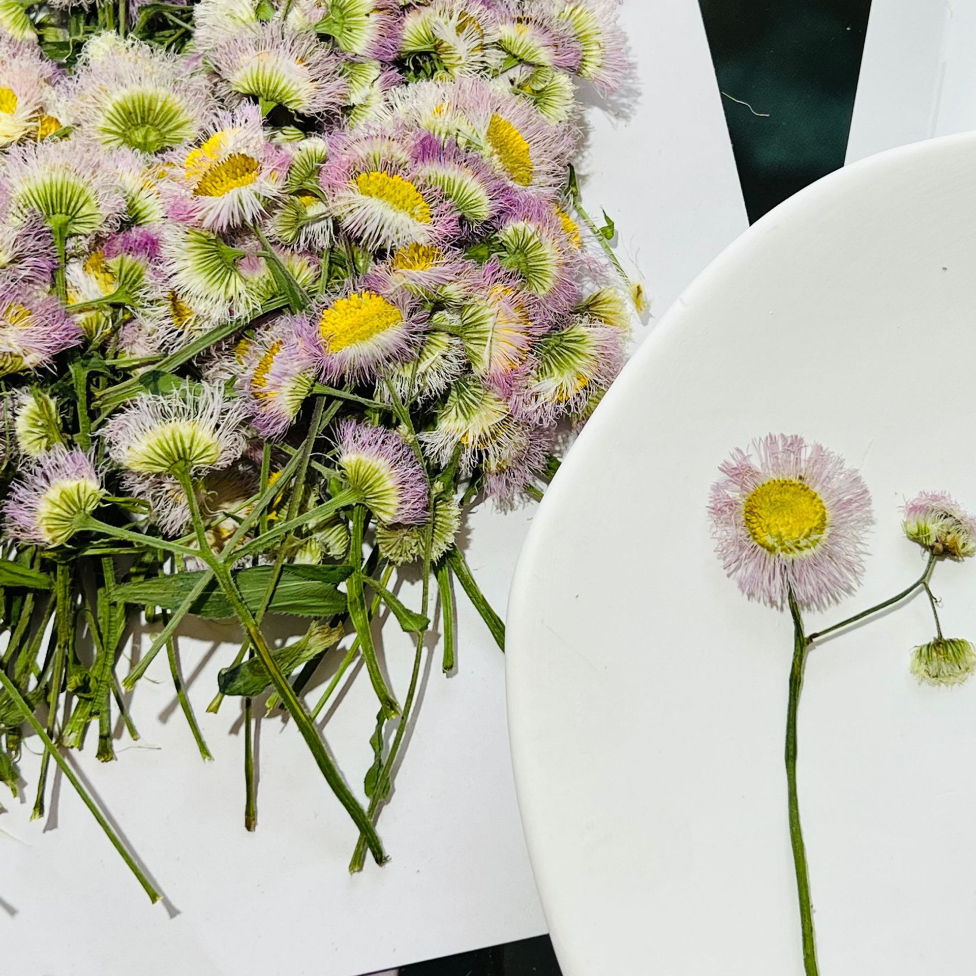 一年蓬花枝干花压花植物标本书签真树叶贴画手工diy滴胶手机壳