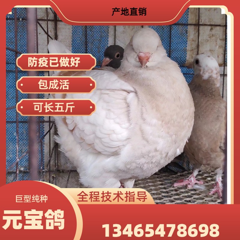 中国红元宝鸽幼鸽价格刚出壳的元宝鸽苗活体批发