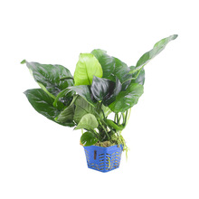 高品质辣椒榕火山石潘多拉布朗尼蓝柯大岗光芒幽灵海莲娜布朗尼11