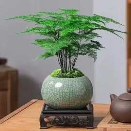 文竹盆栽植物客厅茶几中式禅意摆件办公室内桌面花卉绿植好养盆景