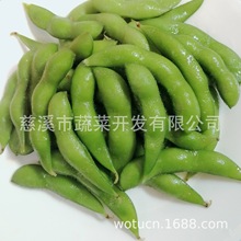 【厂家】出口品种 台湾75-3 冷冻毛豆 速冻休闲毛豆荚 全程冷链