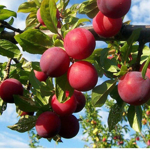 红布朗李子树苗嫁接苗南北方种植地栽盆栽水果树黑布林优质果树苗