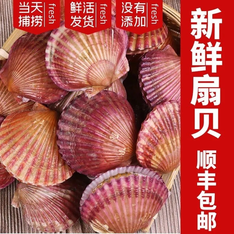 鲜活红扇贝港湾贝小红贝新鲜大个肥美野生带壳扇贝肉贝类烧烤海鲜