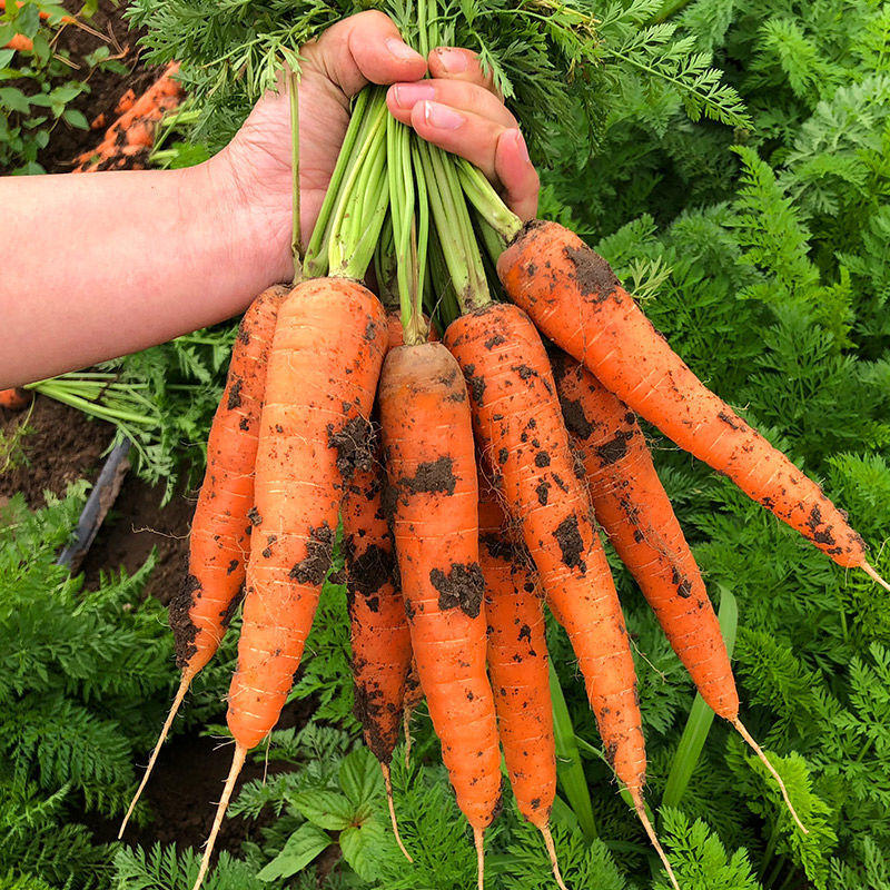 萝卜新鲜胡萝卜批发价生吃脆甜水果胡萝卜现挖新鲜带泥红萝卜5斤