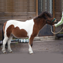 动物园游乐园袖珍迷你矮马 景区儿童骑乘马匹品种优良种类丰富小