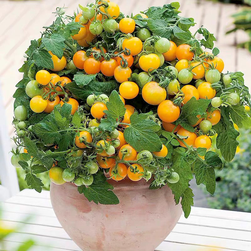 四季盆栽矮生小番茄苗子莓西红柿种子蔬菜幼苗大阳台柿子种孑