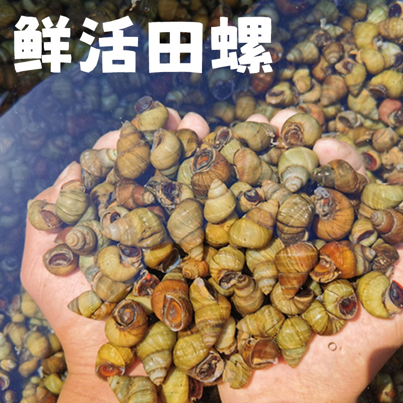 田螺清水新鲜鲜活活的螺蛳活体石螺螺蛳肉泥螺-阿里巴巴