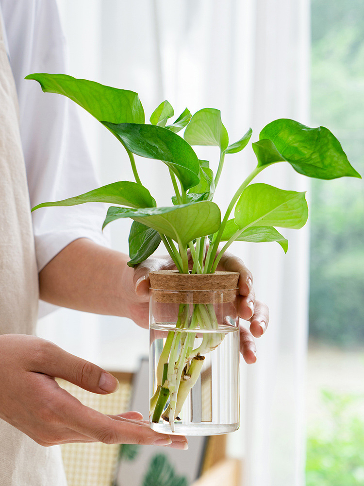 室内水培植物盆栽花卉绿萝九里香罗汉松竹柏办公桌面水养绿植盆栽