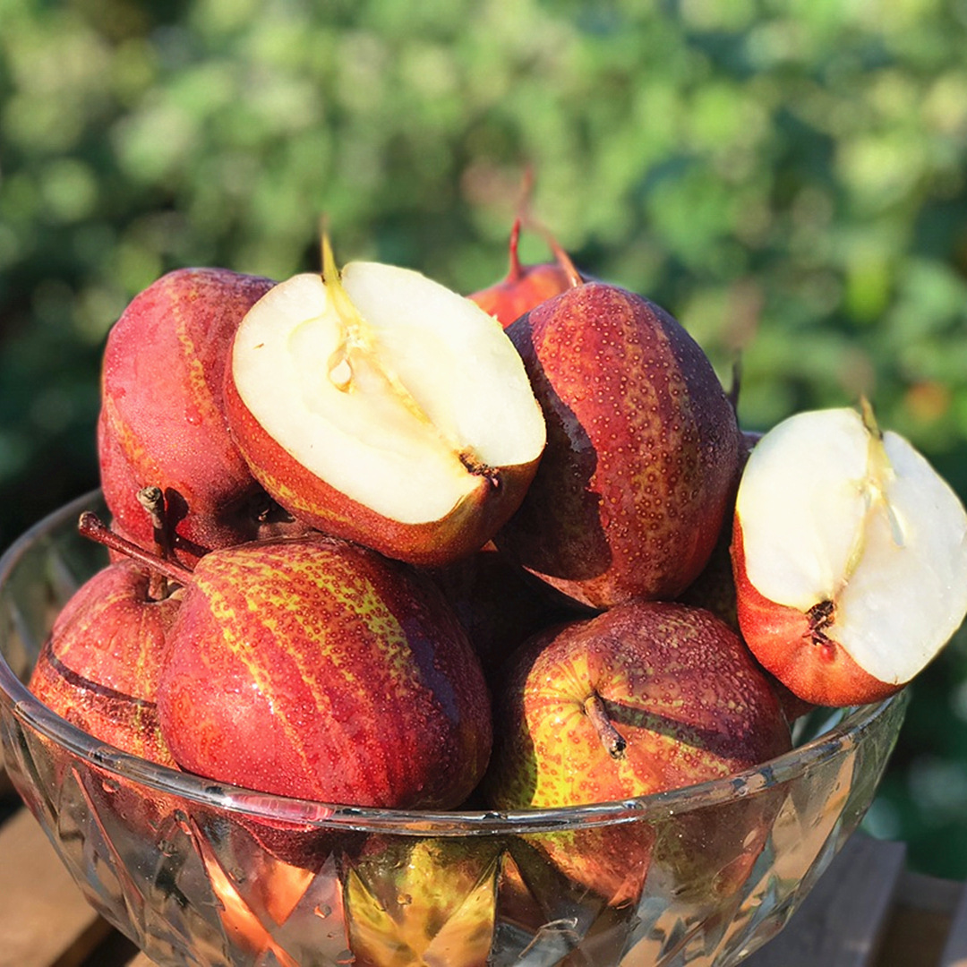 【四川梨子】-四川梨子厂家,品牌,图片,热帖-阿里巴巴