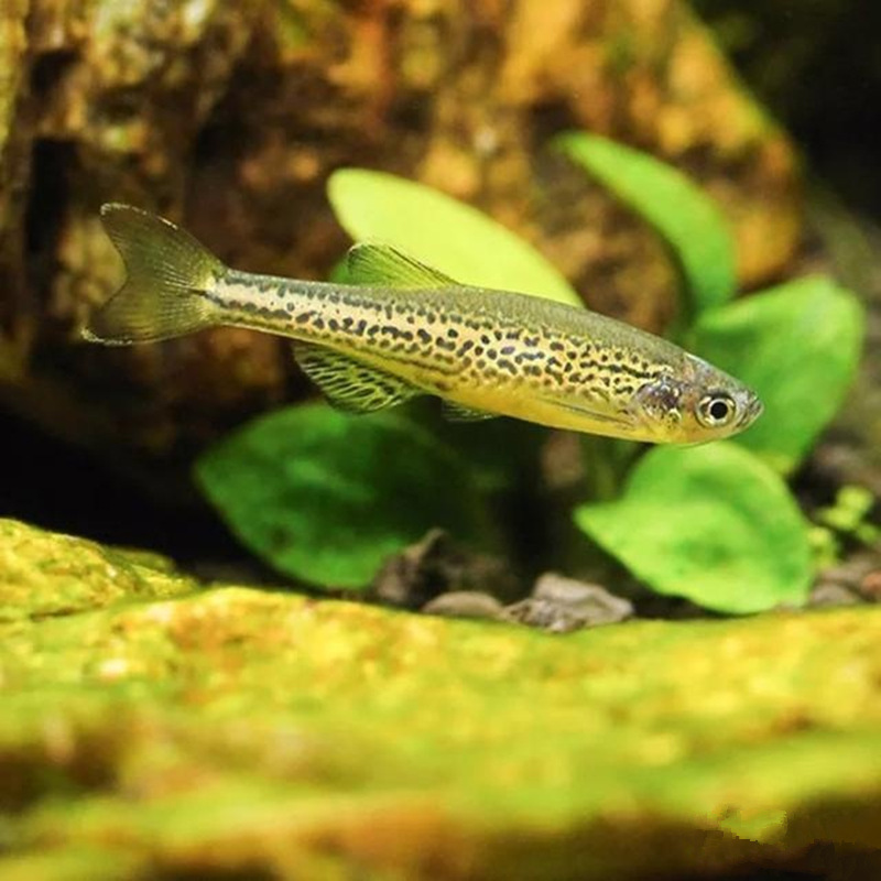 渔场直发2-3cm大号豹纹斑马鱼荧光斑马q瓶装鱼观赏鱼渔场大量批发