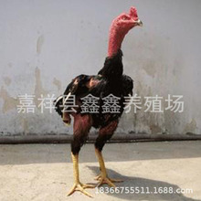 战斗力强越南斗鸡 山东养殖场出售成年母斗鸡  越南斗鸡苗批发