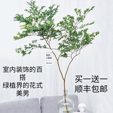 美男木鲜切枝条水培植物马醉木吊钟平替客厅室内装饰易活落地盆栽