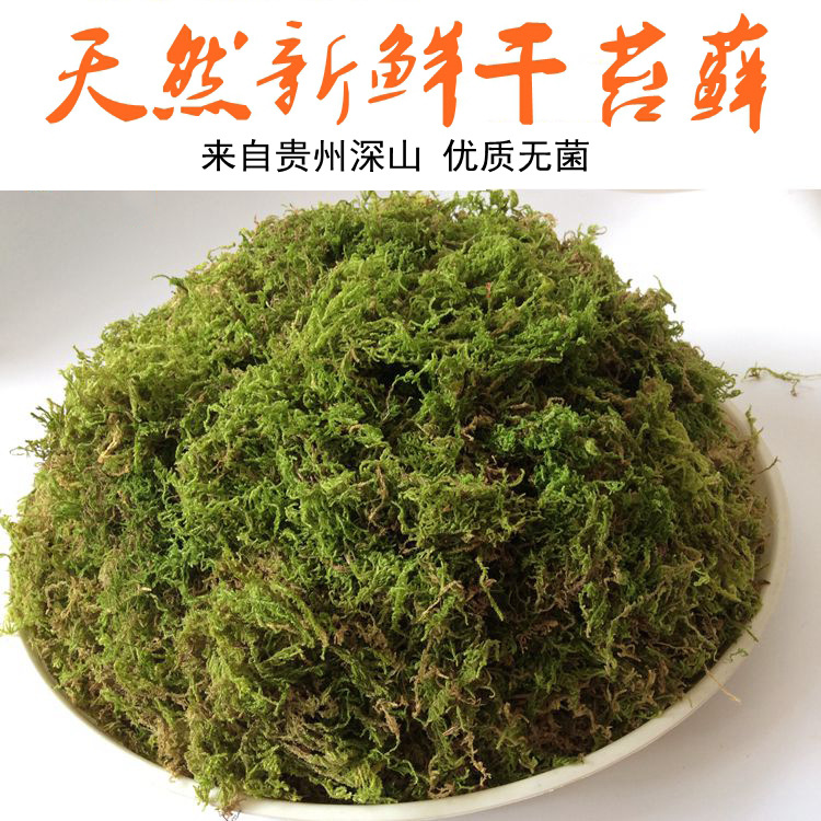 天然干水草绿兰花保湿土水苔乌龟两栖动物垫材石斛苔藓营养土青苔