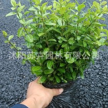 扶芳藤苗木卫矛爬藤常春藤扶芳藤大叶扶芳藤绿化苗耐寒耐旱绿化地