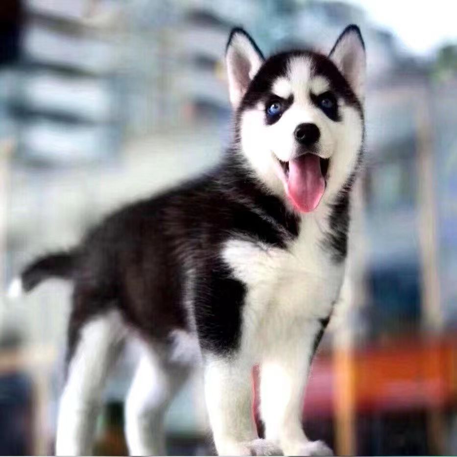 哈士奇幼犬纯种烟灰色梦幻色蓝眼二哈雪橇犬活体家养宠物狗狗幼崽