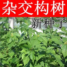 销售新采构树种子 构树种子 构树种 造纸树种 畜禽饲喂猪料树种籽