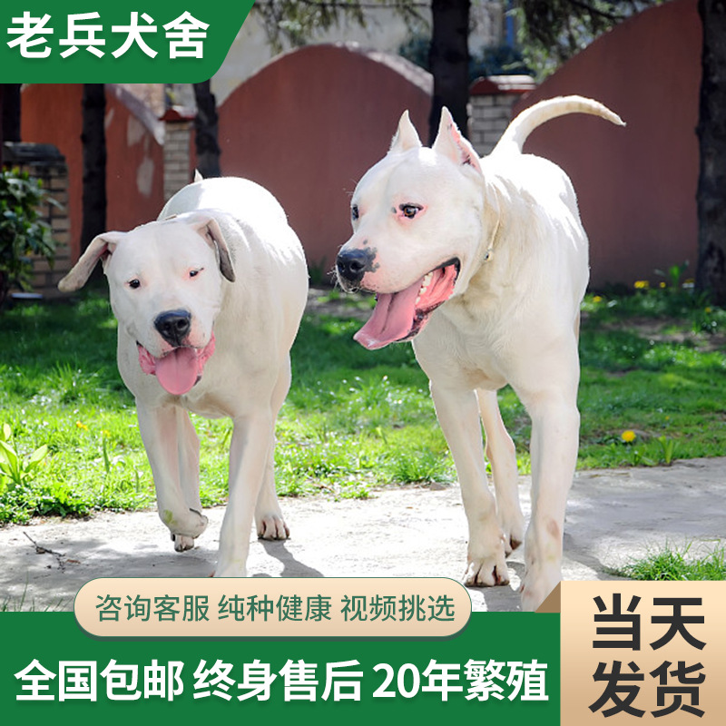 纯种杜高犬活体幼犬阿根廷猎犬大型猛犬杜高犬狗狗巨型护卫犬出售
