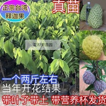 四季释迦果树苗台湾番荔枝苗嫁接当年结果南方地栽种植盆栽果树苗