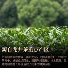 茗杰【官方】龙井茶好茶叶新茶明前绿茶2024手工炒制豆香一级