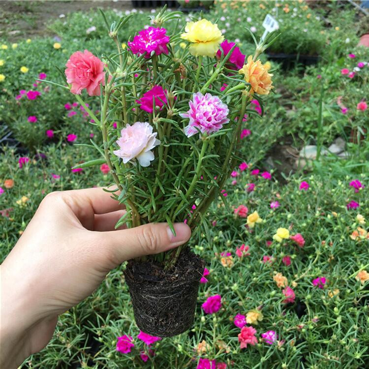 太阳花盆栽苗重瓣混色四季开花耐晒耐热植物室外阳台庭院带根花苞