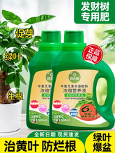 发财树营养液肥料专用肥室内绿植盆栽黄叶枯叶掉叶防烂根家用花肥