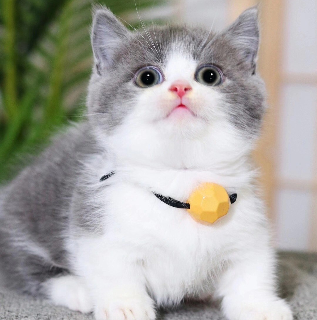 英短蓝白幼猫折耳蓝猫银渐层短腿猫咪布偶小猫咪加菲猫幼崽宠物猫