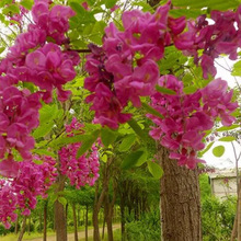 香花槐树苗厂家供应园林绿化红花槐树苗嫁接观景植物洋槐花苗