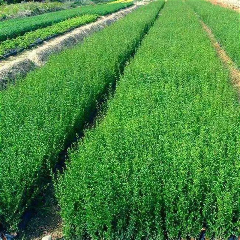 小叶女贞树苗四季常青室外耐寒花卉耐寒水蜡球庭院篱笆苗四季常绿